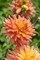 Camelot Decorative Dahlia - 1 Bulb Clump - Peachy-Pink Blooms
